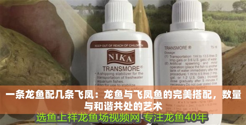 一條龍魚配幾條飛鳳：龍魚與飛鳳魚的完美搭配，數量與和諧共處的藝術