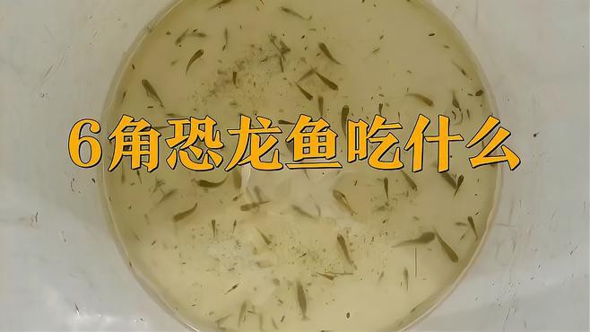 六角恐龍魚吃什么蟲子