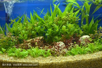 魚缸燈光照射魚缸里長綠藻的原因魚缸長綠藻的原因：關于魚缸長綠藻的問題