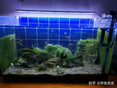 魚缸燈光照射魚缸里長綠藻的原因魚缸長綠藻的原因：關于魚缸長綠藻的問題