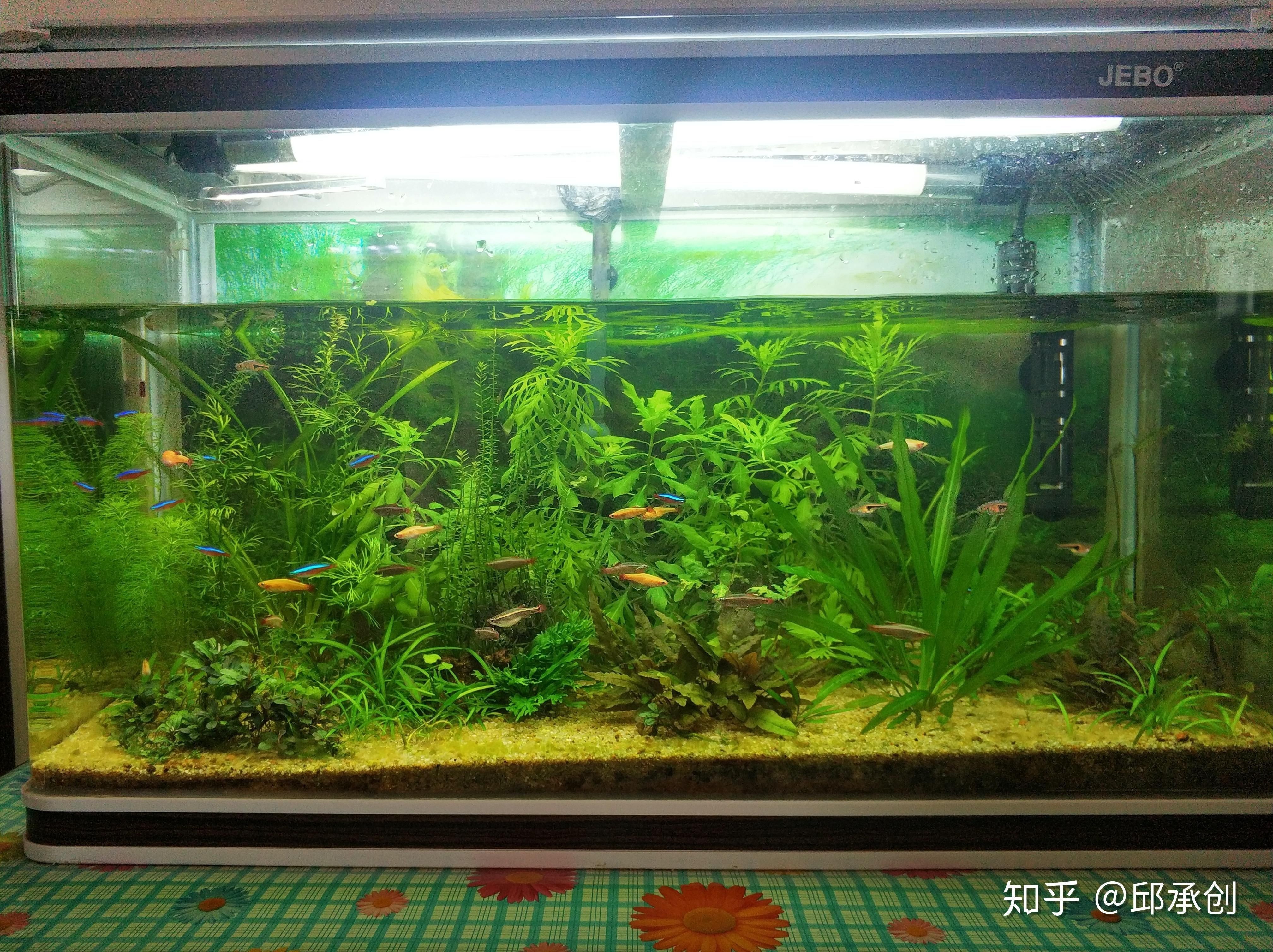 魚缸燈光照射魚缸里長綠藻的原因魚缸長綠藻的原因：關于魚缸長綠藻的問題