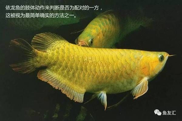 龍魚繁殖技術(shù)入門指南：如何判斷龍魚是否性成熟，龍魚繁殖后水質(zhì)管理方法