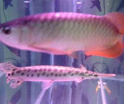 紅尾龍魚壽命：紅尾龍魚的壽命受到多種因素影響，紅尾龍魚壽命受到多種因素影響 紅尾龍魚壽命：紅尾龍魚的壽命受到多種因素影響，紅尾龍魚壽命受到多種因素影響 龍魚百科 第3張