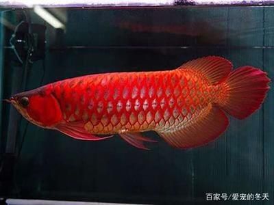 紅尾龍魚壽命：紅尾龍魚的壽命受到多種因素影響，紅尾龍魚壽命受到多種因素影響 紅尾龍魚壽命：紅尾龍魚的壽命受到多種因素影響，紅尾龍魚壽命受到多種因素影響 龍魚百科 第1張