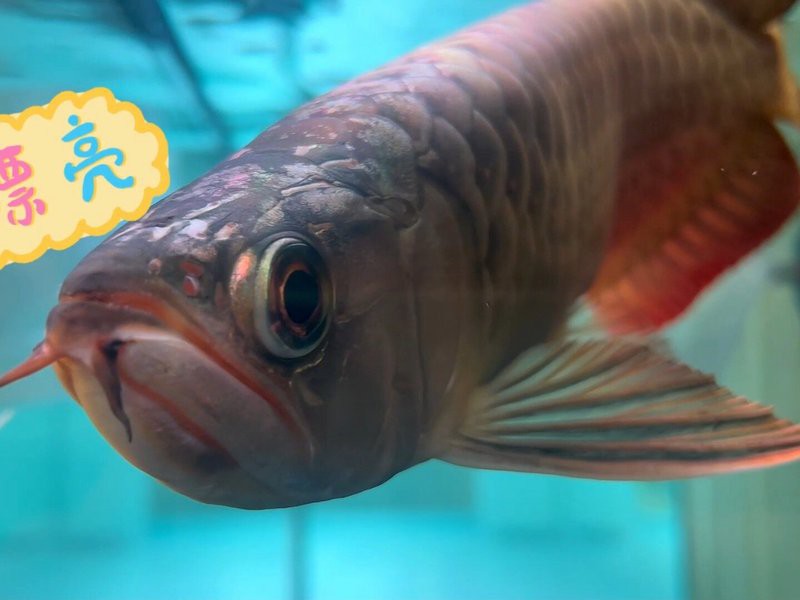 澳大利亞龍魚怎么養活