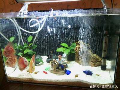 魚缸能用多久不漏（關于魚缸使用壽命的一些關鍵信息）