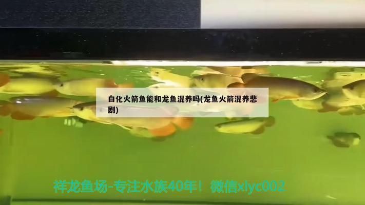 龍魚可以跟白化火箭混養(yǎng)嗎：如何判斷龍魚和白化火箭魚的性格？ 龍魚可以跟白化火箭混養(yǎng)嗎：如何判斷龍魚和白化火箭魚的性格？ 龍魚百科 第3張