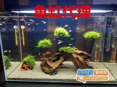 定制魚缸加盟(定制魚缸加盟是一個值得考慮的投資方向但投資者在選擇加盟)