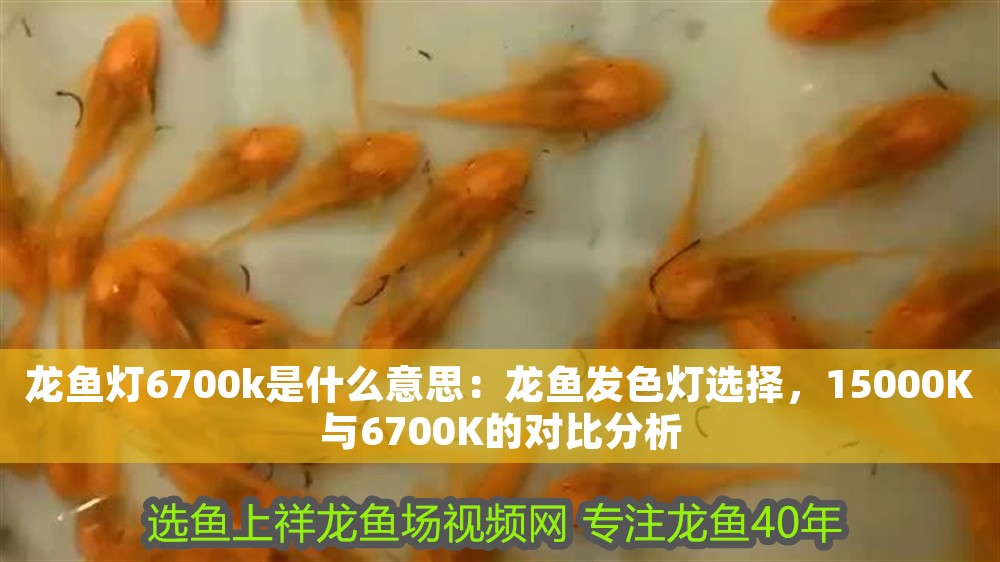 龍魚燈6700k是什么意思:龍魚發色燈選擇,15000K與6700K的對比分析
