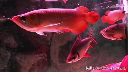 龍魚哪種最貴最好看又好養(血紅龍和紅龍魚是目前市場上最貴、最好看、最好看、又好養的品種)