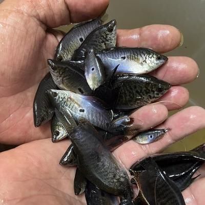金龍魚吃曼龍魚嗎：曼龍魚可以和金魚混養嗎