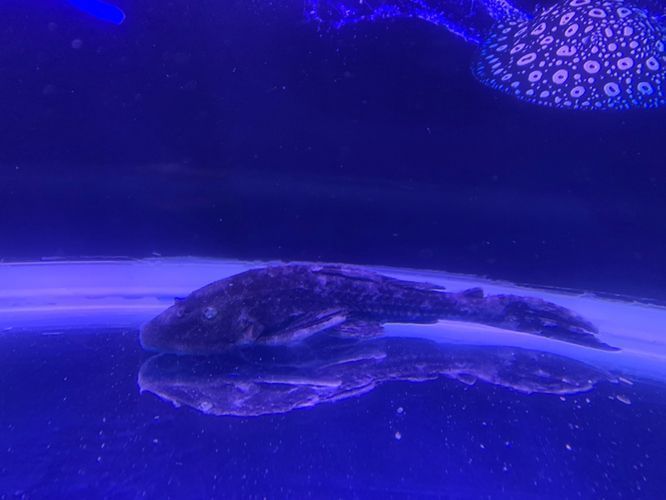 甲硝唑對銀龍魚有傷害嗎：甲硝唑對銀龍魚有什么影響？