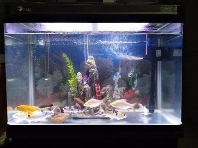 森森魚缸燈不亮了哪的問題：森森魚缸燈不亮了可能由多種因素引起