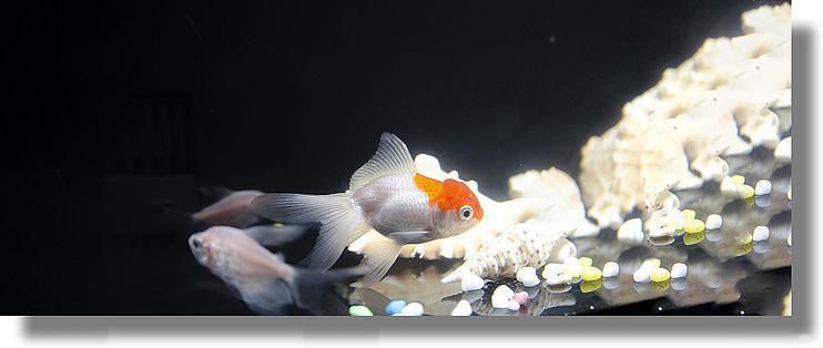 凡佰酷魚缸怎么樣好用嗎視頻：凡佰酷魚缸用戶評價匯總