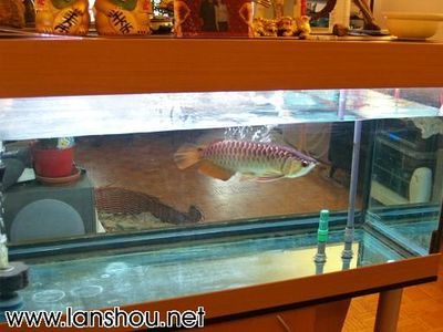 賣龍魚(yú)的店叫什么店（如何識(shí)別和選擇一個(gè)合適的龍魚(yú)店） 賣龍魚(yú)的店叫什么店（如何識(shí)別和選擇一個(gè)合適的龍魚(yú)店） 龍魚(yú)百科 第4張
