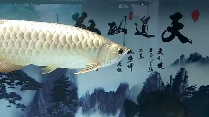 賣龍魚(yú)的店叫什么店（如何識(shí)別和選擇一個(gè)合適的龍魚(yú)店） 賣龍魚(yú)的店叫什么店（如何識(shí)別和選擇一個(gè)合適的龍魚(yú)店） 龍魚(yú)百科 第1張