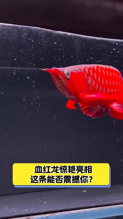 熱帶龍魚圖片大全欣賞 熱帶龍魚圖片大全欣賞 龍魚百科 第11張