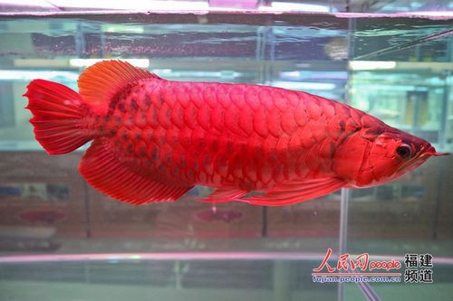 熱帶龍魚圖片大全欣賞 熱帶龍魚圖片大全欣賞 龍魚百科 第2張