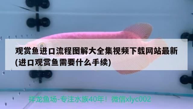 魚缸加熱棒哪個品牌，森森加熱棒使用體驗 魚缸加熱棒哪個品牌，森森加熱棒使用體驗 魚缸百科 第6張