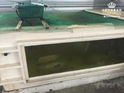 養龍魚過濾器選擇指南，上部過濾器的優點在于維護方便：養龍魚的過濾器的選擇指南