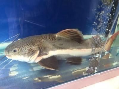 海水魚缸平時怎么維護水質（如何維護海水魚缸的水質？）