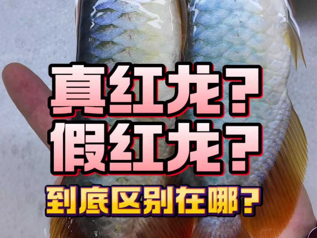 如何辨別紅色龍魚的品質(zhì)？