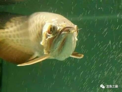 龍魚靜養是開燈還是關燈 龍魚靜養是開燈還是關燈 龍魚百科