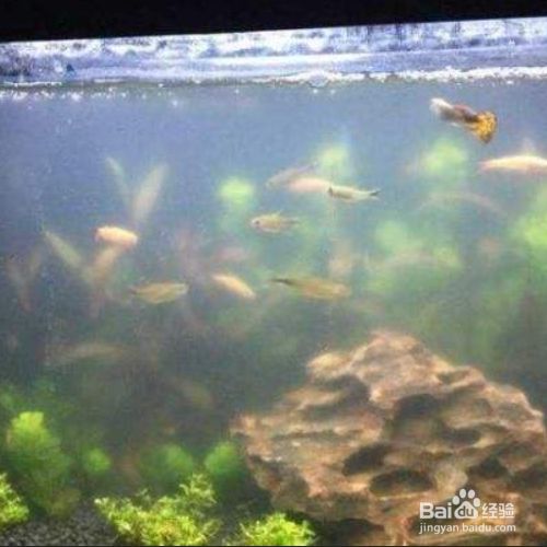 魚(yú)缸水渾濁怎么變清最快方法（魚(yú)缸水渾濁怎么變清）