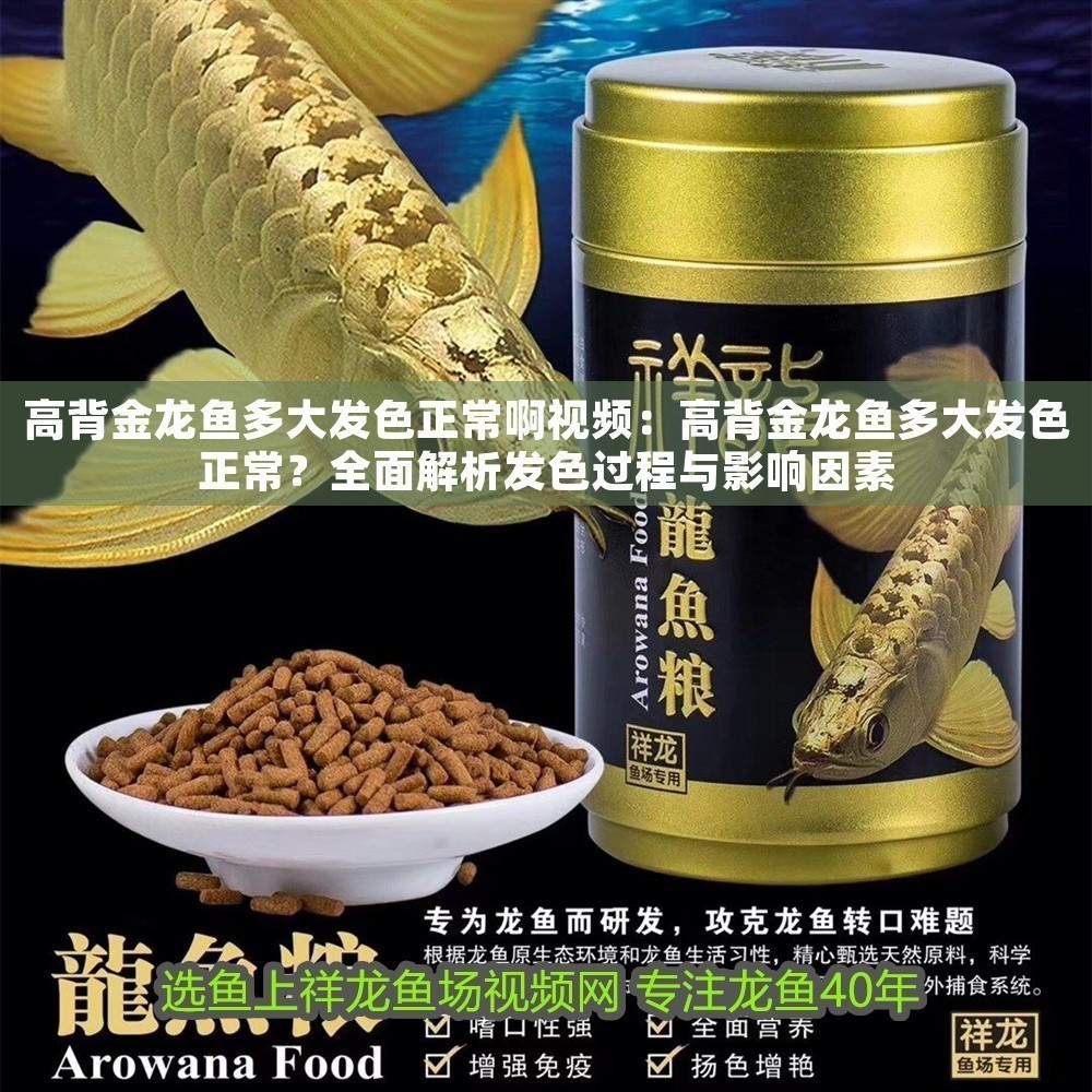 高背金龍魚多大發(fā)色正常啊視頻：高背金龍魚多大發(fā)色正常？全面解析發(fā)色過程與影響因素
