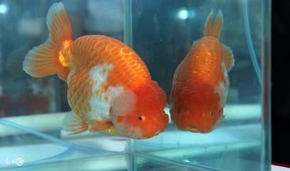 床頭擺魚缸好不好：床頭擺放魚缸有什么風水講究？