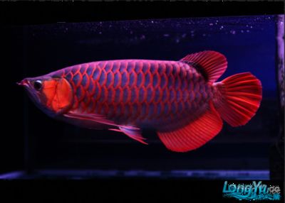 新龍魚入缸：新龍魚入缸步驟