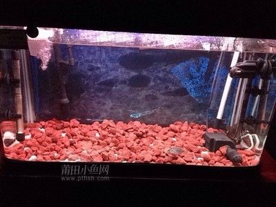 小魚牌魚缸生產廠家：鄭州浮陽水族公司歷史沿革小魚牌魚缸售后服務分析
