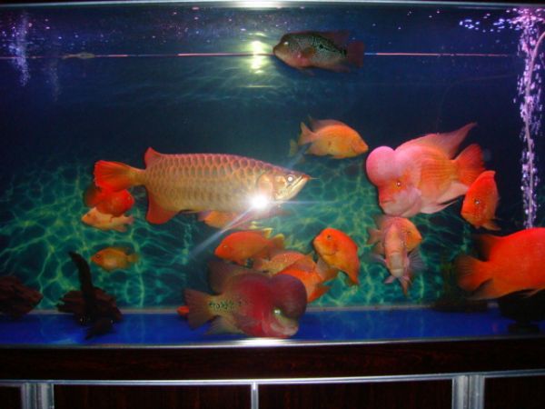 羅漢魚的混養策略：關于羅漢魚混養的一些關鍵信息