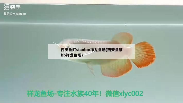 品牌魚缸find祥龍魚場怎么樣啊：祥龍魚場個性化定制流程匯總祥龍魚場個性化定制流程 品牌魚缸find祥龍魚場怎么樣啊：祥龍魚場個性化定制流程匯總祥龍魚場個性化定制流程 魚缸百科 第4張