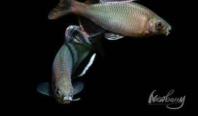 黑色魚缸配色時可考慮使用單色對比色、3d仿真版背景板：選擇魚缸背景圖時，顏色的搭配是非常重要的 黑色魚缸配色時可考慮使用單色對比色、3d仿真版背景板：選擇魚缸背景圖時，顏色的搭配是非常重要的 魚缸百科 第3張