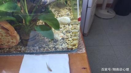 養(yǎng)在魚缸里的魚說說（養(yǎng)在魚缸里的魚說說，養(yǎng)魚的樂趣）