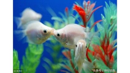 養(yǎng)在魚缸里的魚說說（養(yǎng)在魚缸里的魚說說，養(yǎng)魚的樂趣）