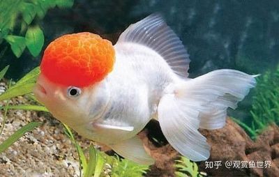 養(yǎng)在魚缸里的魚說說（養(yǎng)在魚缸里的魚說說，養(yǎng)魚的樂趣）