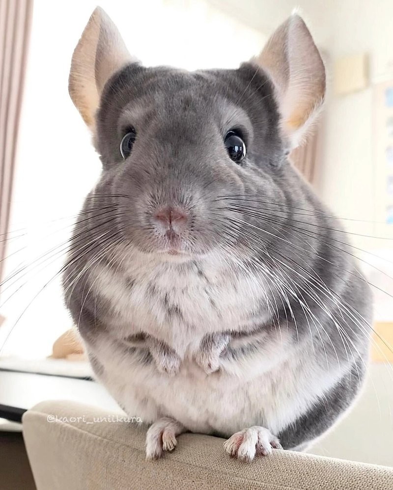 龍貓一天互動多久合適？