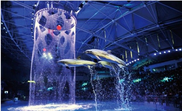 祥龍水族館品牌故事介紹：祥龍水族館品牌發展歷程 祥龍水族館品牌故事介紹：祥龍水族館品牌發展歷程 龍魚百科 第4張
