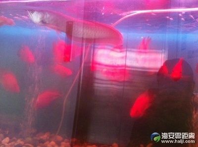 生態魚缸的維護秘籍：海安市多家店鋪銷售魚缸