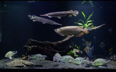 養(yǎng)龍魚要多大缸：養(yǎng)龍魚所需的魚缸尺寸