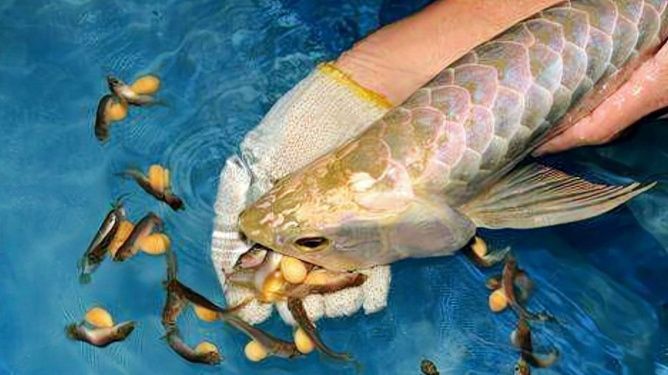 金龍魚產卵過程：罕見的金龍魚產卵繁殖全過程加載更多金龍魚產卵全過程