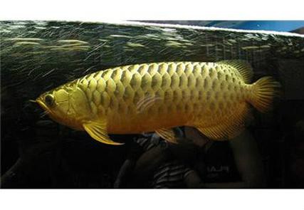 金龍魚標本圖片大全