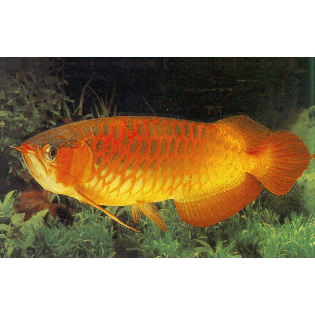 金龍魚標本圖片大全