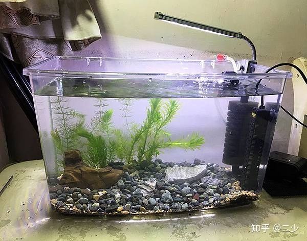 鳳尾魚的飼養技巧了解如何正確飼養鳳尾魚的飼養技巧：鳳尾魚的全球分布與生態研究