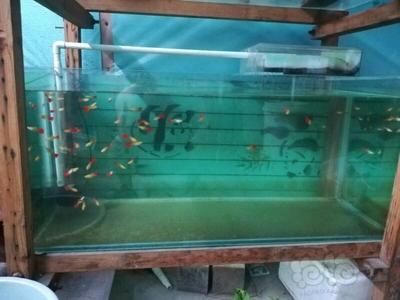 鳳尾魚的飼養技巧了解如何正確飼養鳳尾魚的飼養技巧：鳳尾魚的全球分布與生態研究