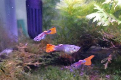 鳳尾魚的飼養技巧了解如何正確飼養鳳尾魚的飼養技巧：鳳尾魚的全球分布與生態研究