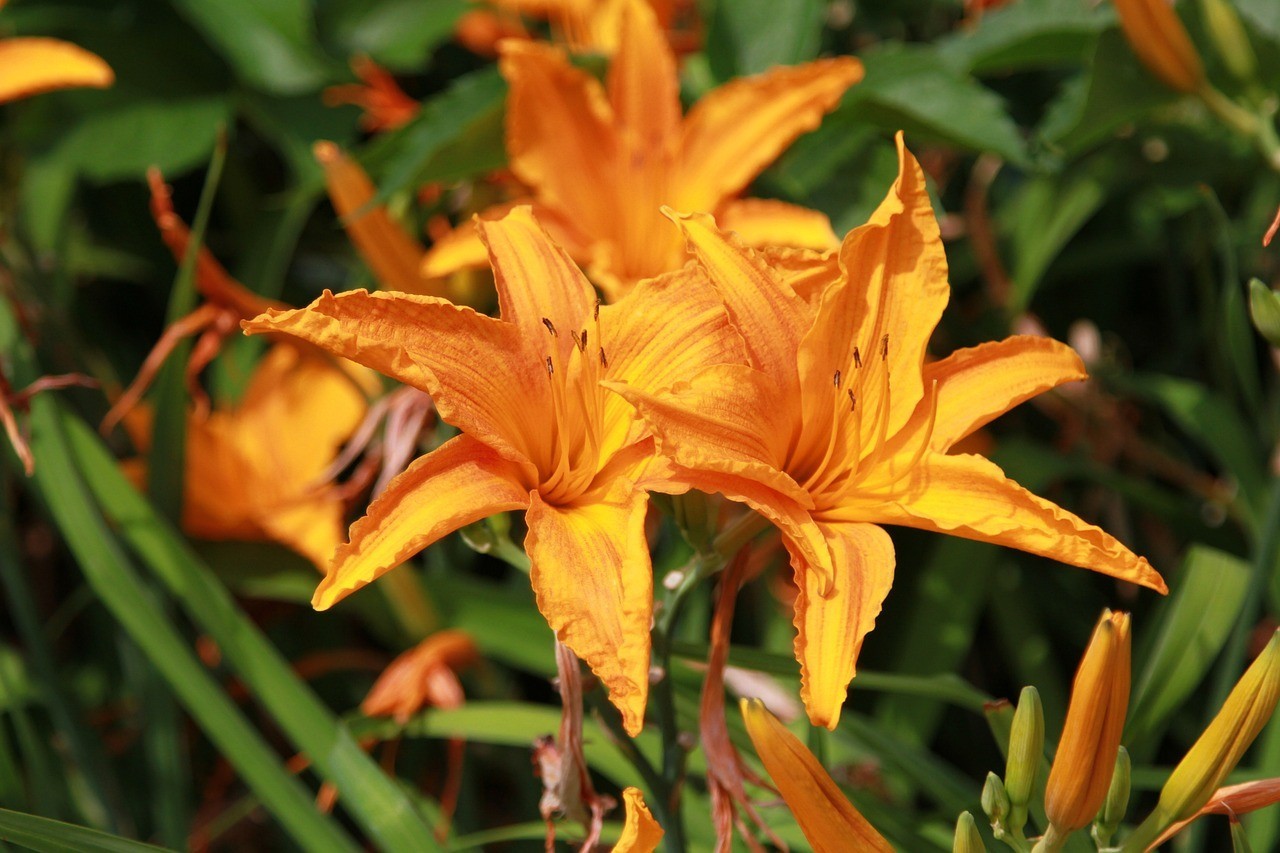 遼陽(yáng)市白塔區(qū)博雅花卉經(jīng)銷處（遼陽(yáng)市白塔區(qū)博雅花卉經(jīng)銷處電話） 遼陽(yáng)市白塔區(qū)博雅花卉經(jīng)銷處（遼陽(yáng)市白塔區(qū)博雅花卉經(jīng)銷處電話） 全國(guó)水族館企業(yè)名錄 第3張