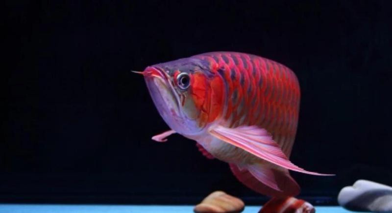 赤血紅龍多久喂一次食物？ 赤血紅龍多久喂一次食物？ 龍魚百科 第3張